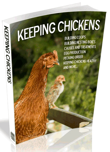 Keeping Chickens